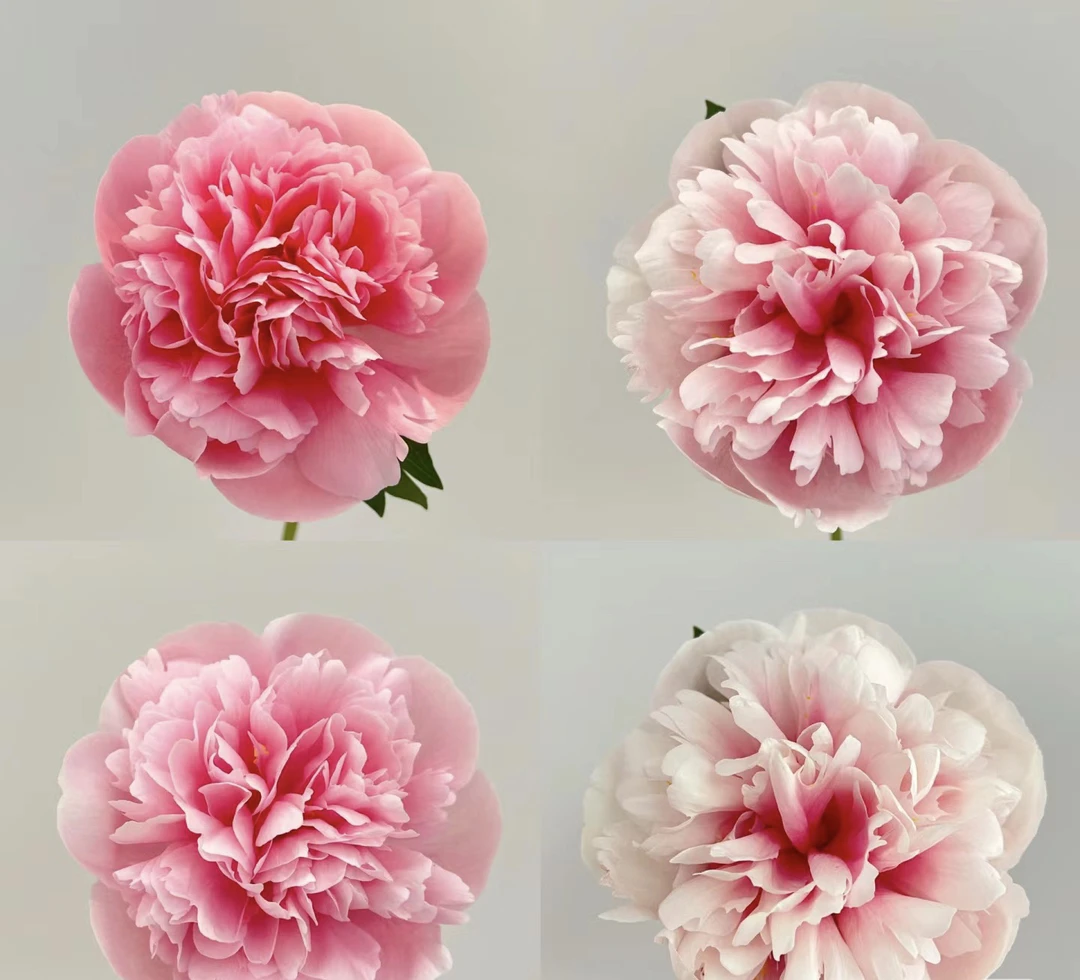 进口三文鱼芍药苗