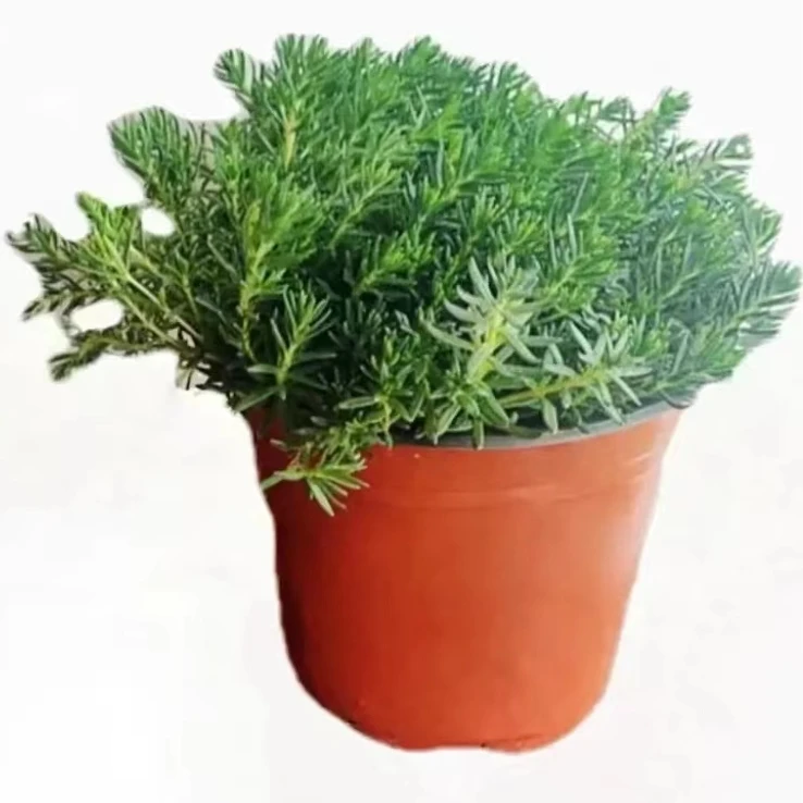 掉-米-唐-草   大自然生长