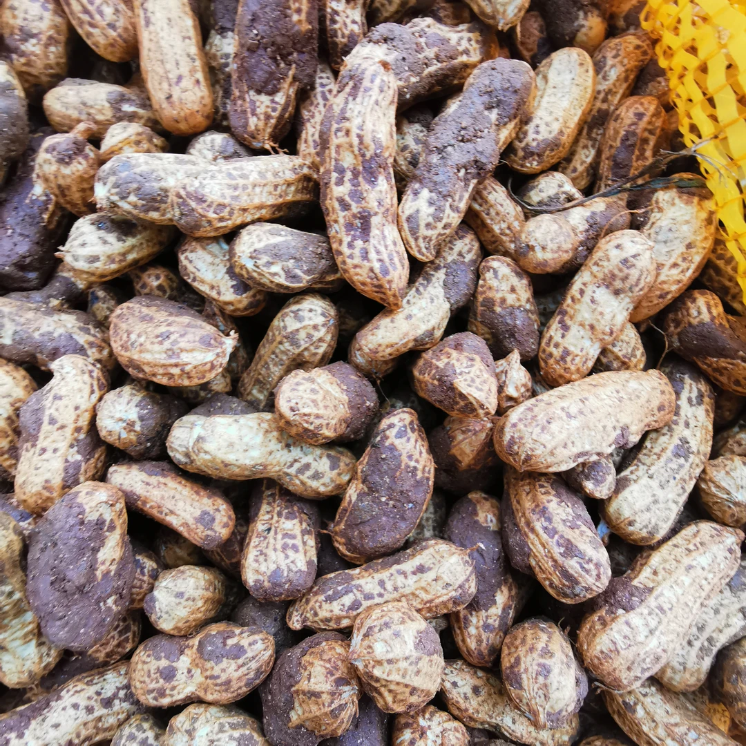 《云货臻选》农家鲜花生