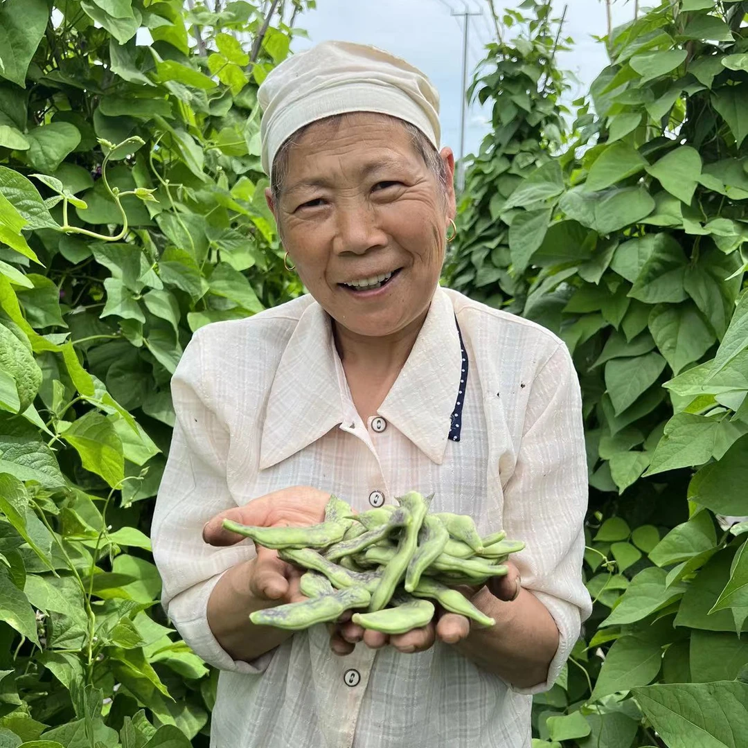 东北小园后弯腰豆角