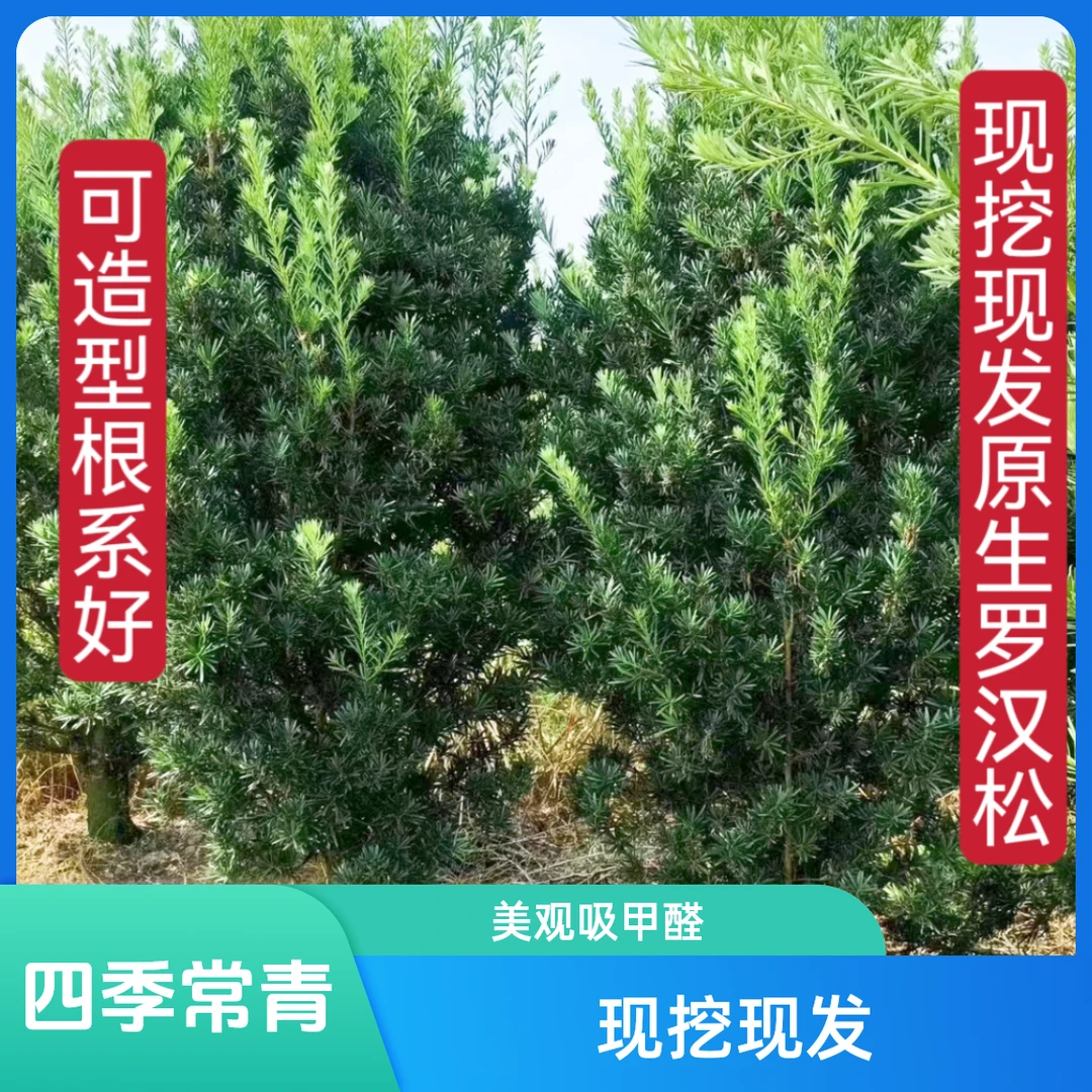 罗汉松树苗雀舌米叶小叶罗汉松盆景四季常青名贵树木迎客松庭院