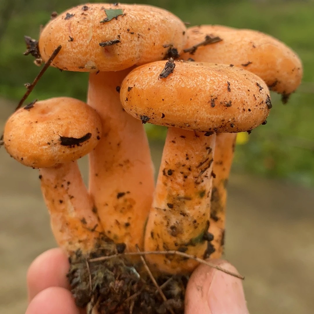 冰冻野生黄枞菌松树菌九月香枞树菌谷熟菌三九菇
