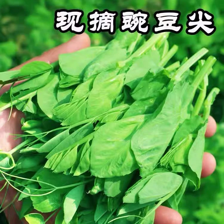 【顺丰包邮】新鲜豌豆尖现摘现发豌豆苗豆苗菜烫火锅豌豆尖菜1-3斤