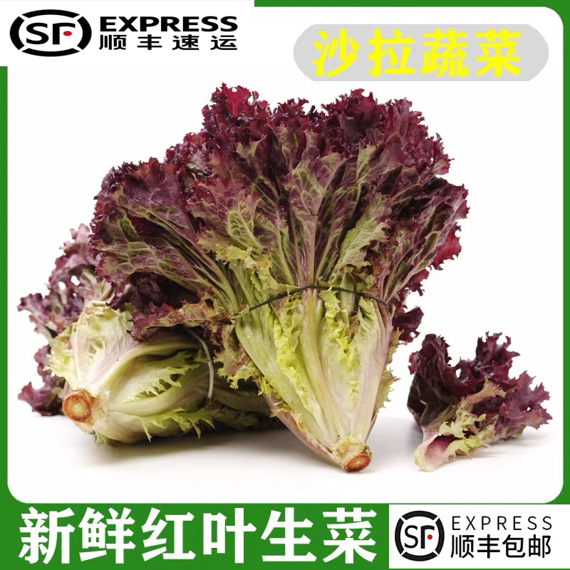 【顺丰京东】紫叶生菜新鲜采摘红叶生菜罗莎红生菜凉拌沙拉蔬菜
