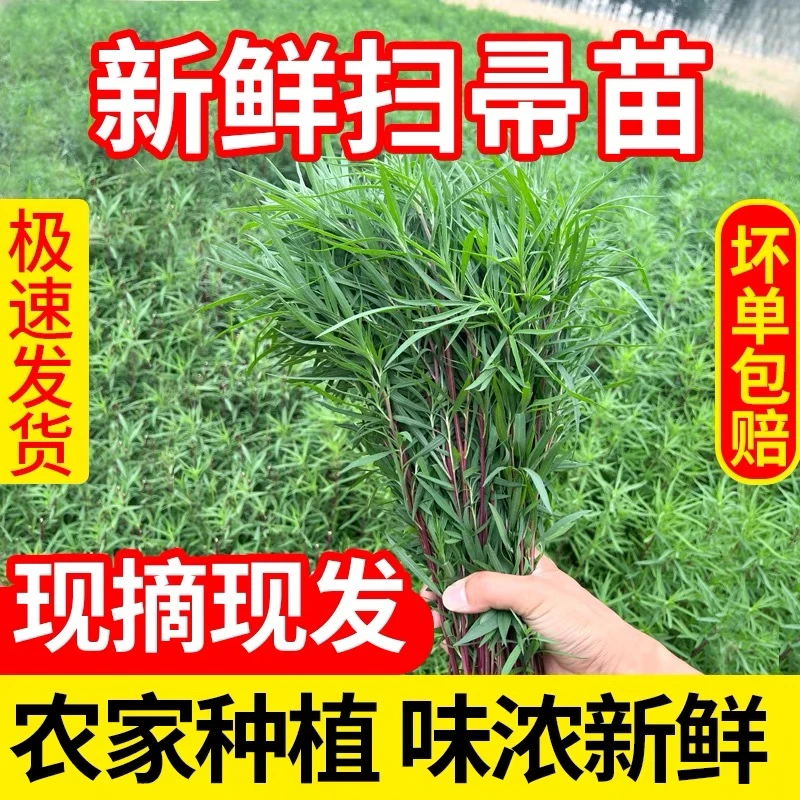 新鲜扫帚菜4斤铁扫帚苗菜地肤菜麦草农家特产蔬菜扫帚苗菜1-4斤