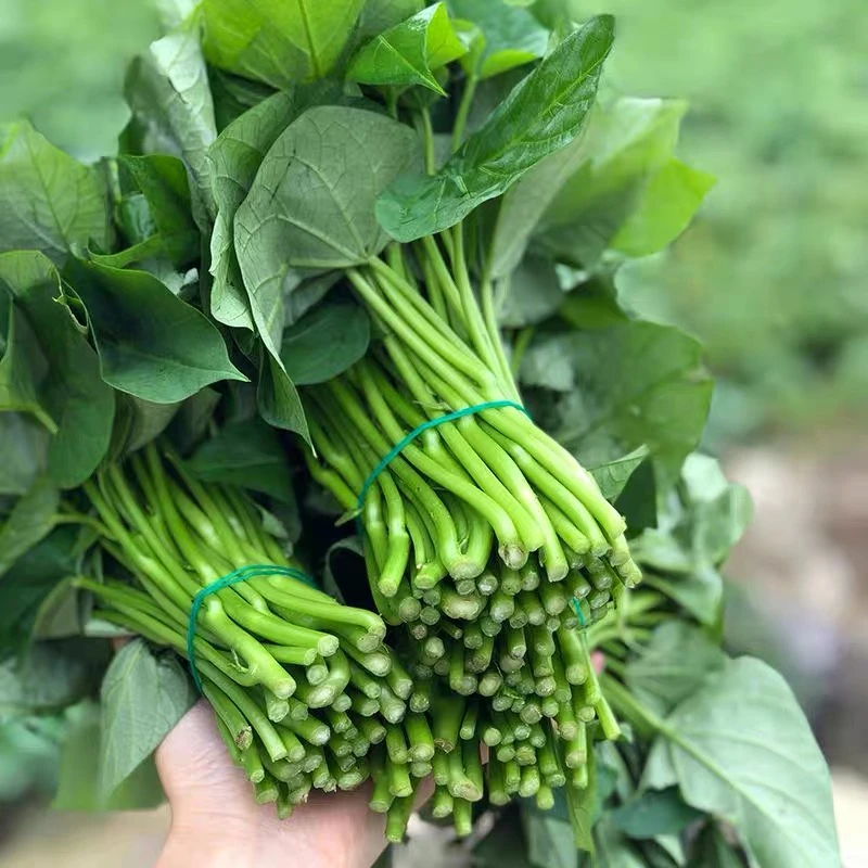 红薯叶新鲜地瓜叶现摘红薯叶食用地瓜叶嫩叶番薯叶1-3斤