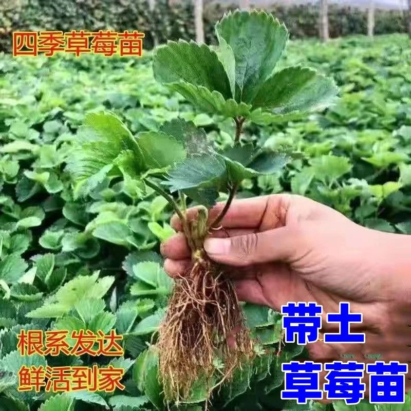 奶油草莓苗草莓秧苗盆栽地栽四季阳台种植南方北方种植当年结果