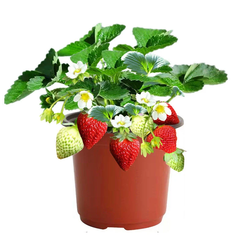 【48小时发货】草莓苗盆栽带盆带土四季奶油草莓秧苗室内外阳台南