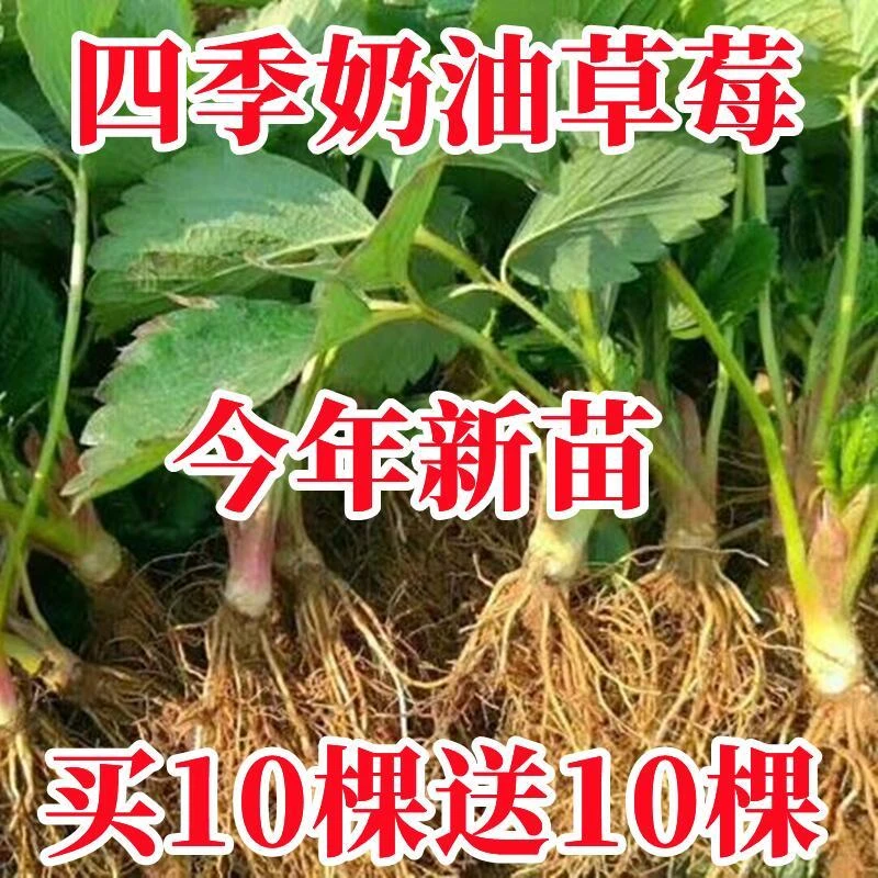 (20天结果)奶油大草莓秧苗优质四季草莓树苗南方北方种植当年结果