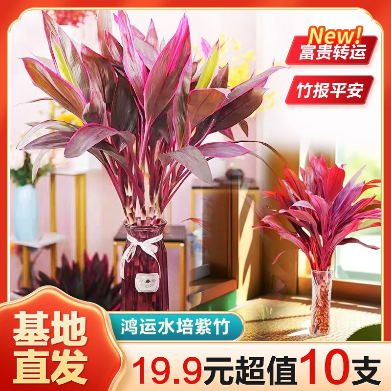 【超值10支】紫竹鸿运竹水培富贵竹水养花卉室内花卉绿植盆栽