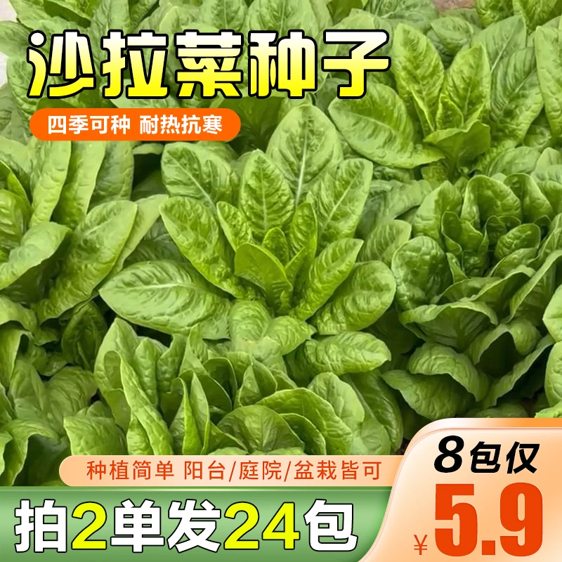抢！【5.9元8包】沙拉菜种子 生吃脆甜 耐热花盆菜园蔬菜种子