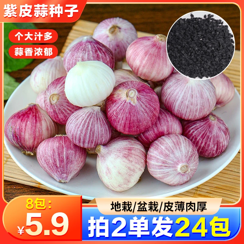 紫皮蒜【5.9元8包】包邮！农家紫皮蒜种子 阳台小院种植盆栽 蒜种籽