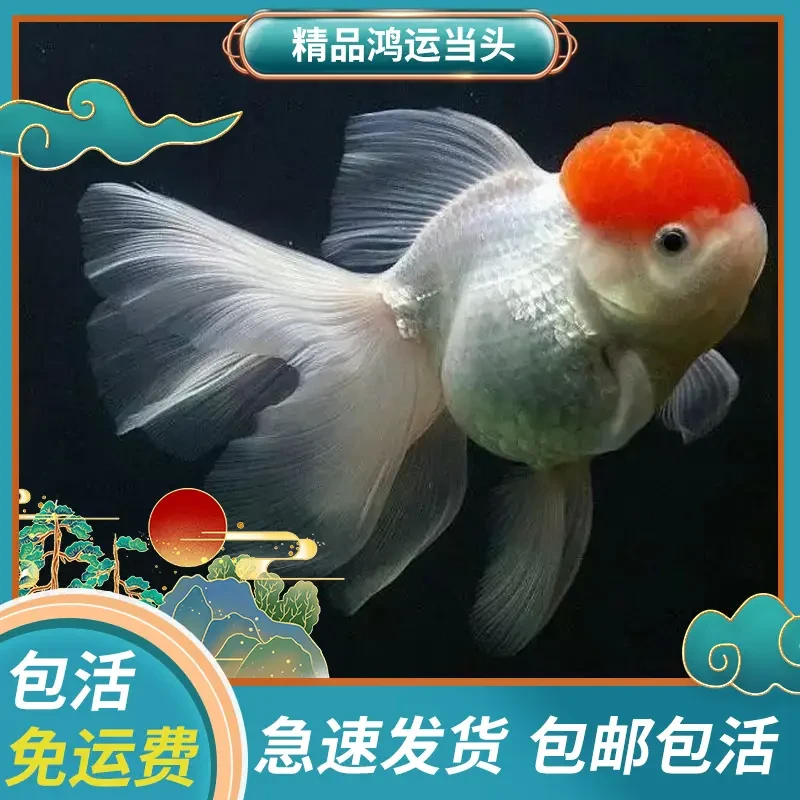 金鱼活体鸿运当头鹤顶红金鱼冷水小鱼观赏鱼小型好养淡水锦鲤鱼苗
