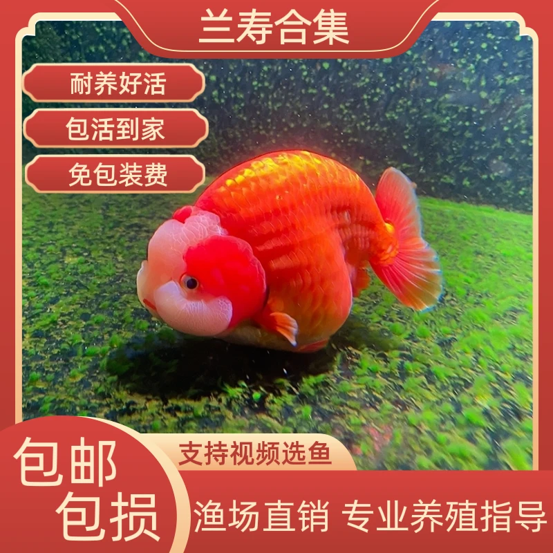 兰寿金鱼冷水鱼饲养蓝瘦观赏鱼混养波妞金鱼招财泰狮好养耐活淡水