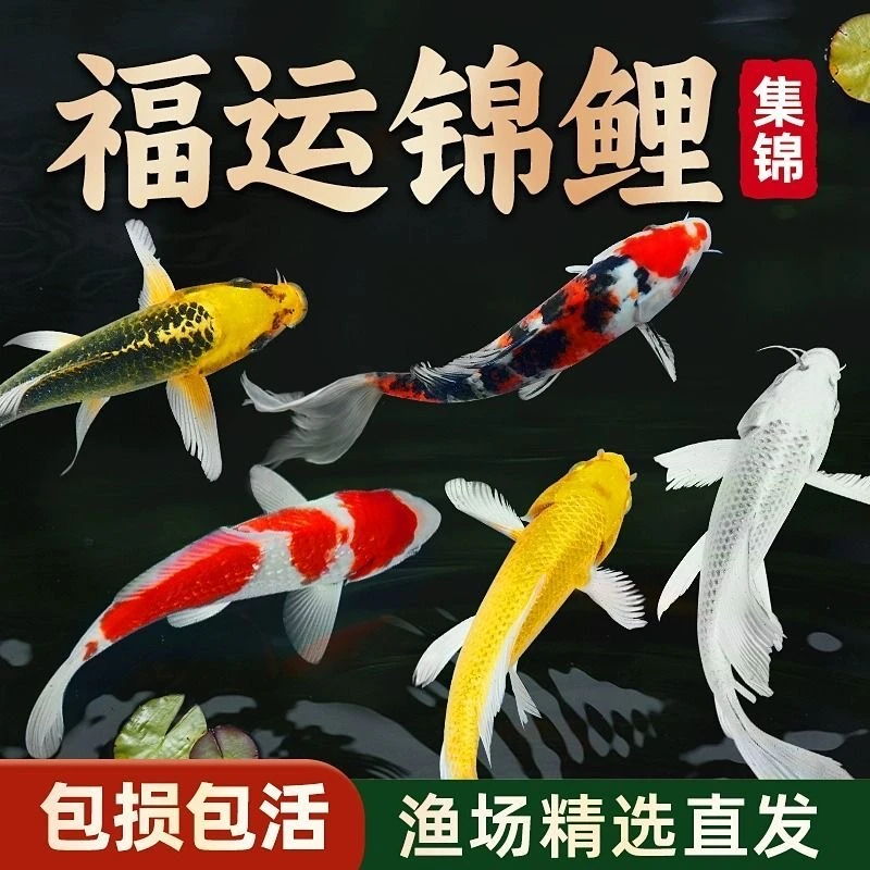 锦鲤鱼冷水小鱼观赏鱼好养耐活淡水迷你小金鱼活鱼包邮观赏鱼盲盒
