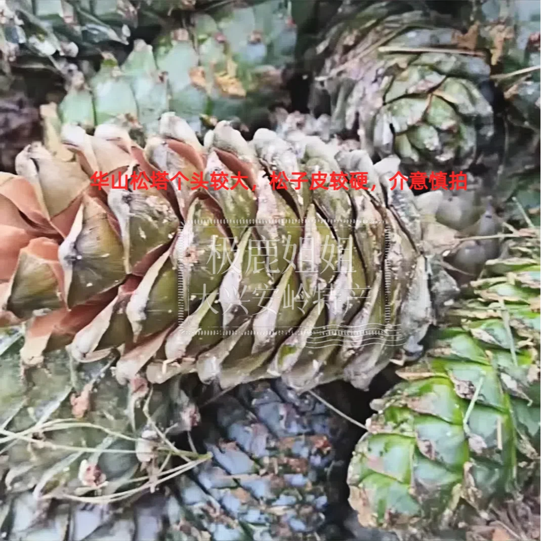 极鹿华山松塔松塔25年新货野生华山松树塔松树塔真空松香味整个