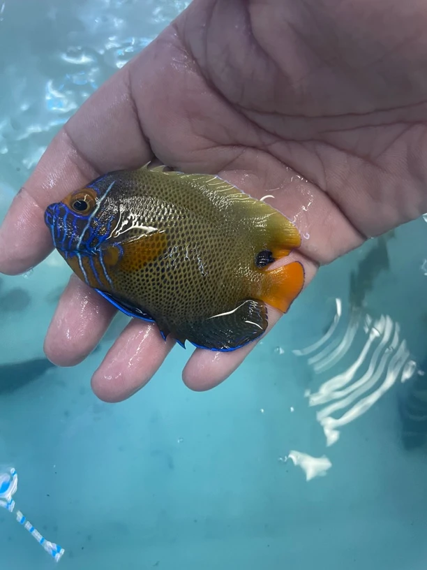 蓝面神仙海水鱼尺寸9-11