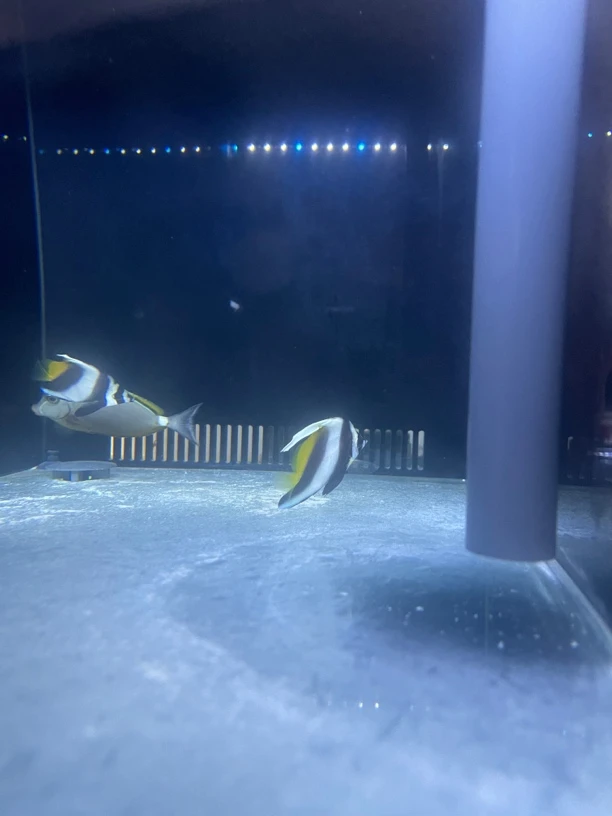 海水鱼鬼刀包装15运费到付