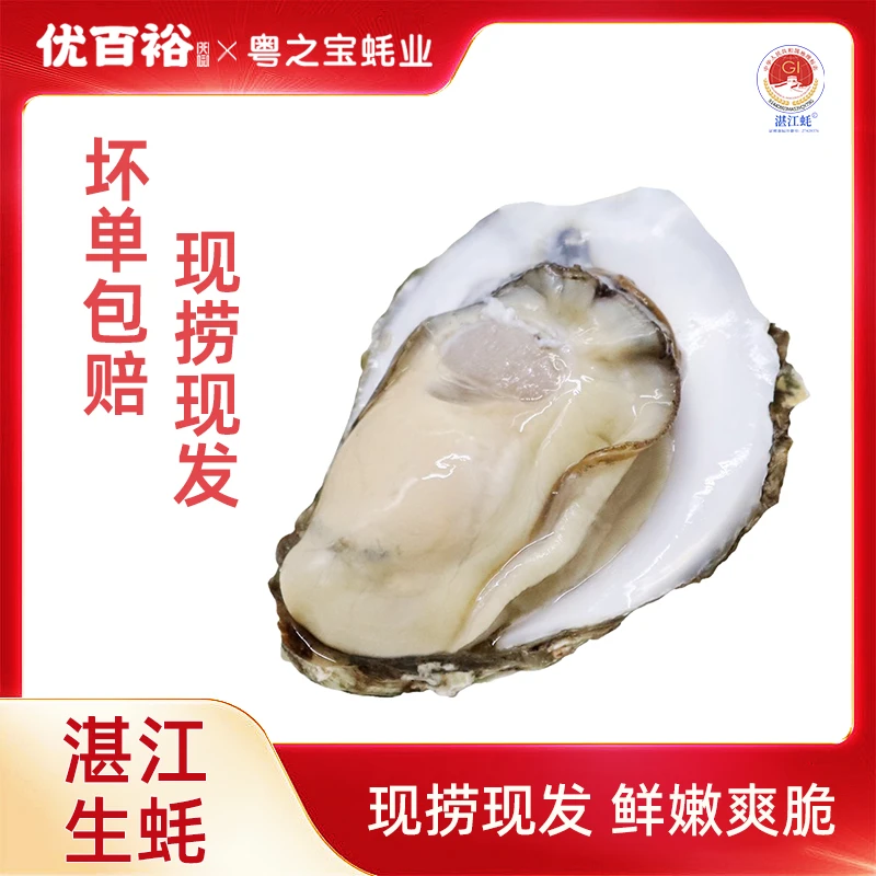 【恩姐甄选】湛江生蚝 4-8斤鲜活大个肉厚饱满