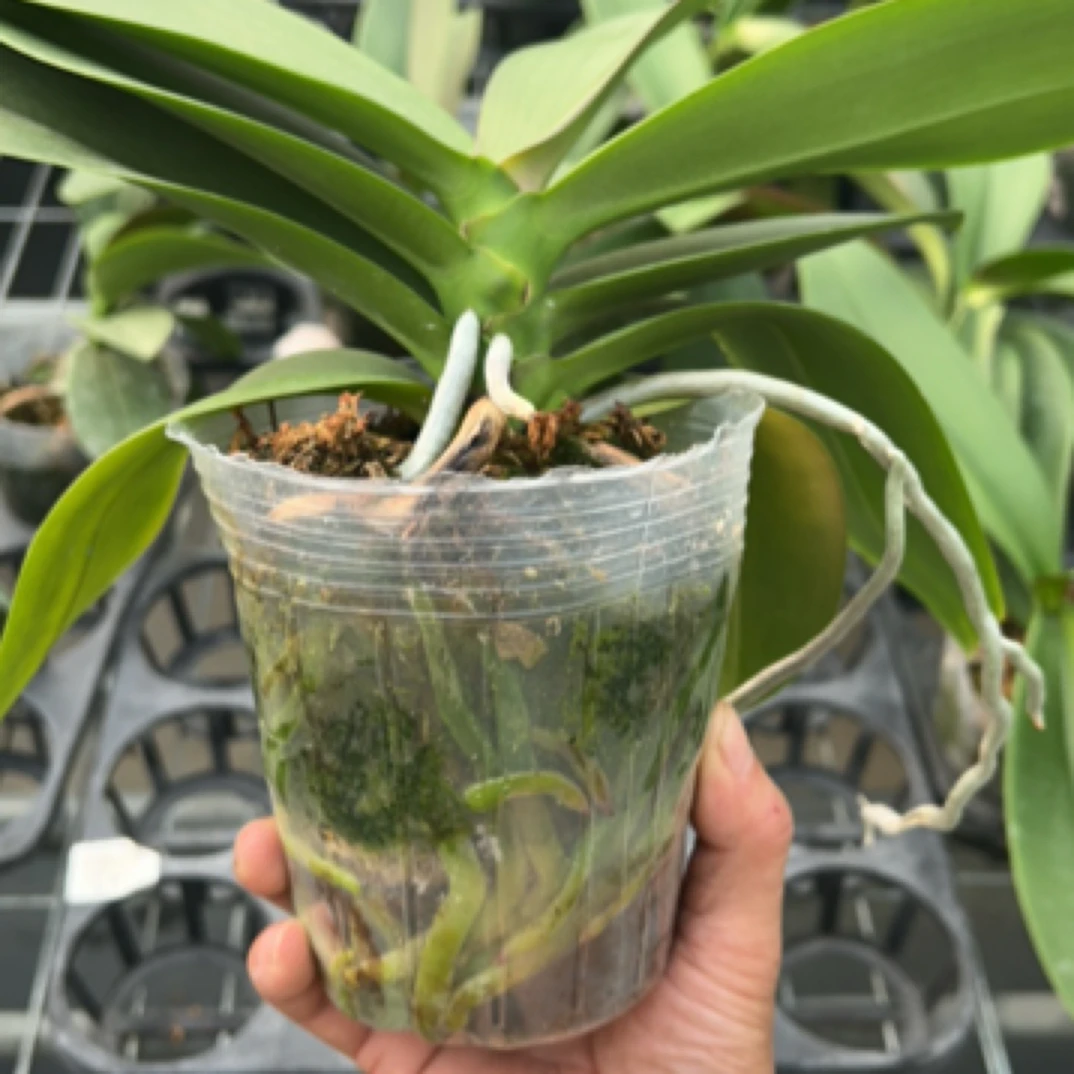 （一物一拍，有售后）蜜桃雪山 4寸 不带花剑，如图展示