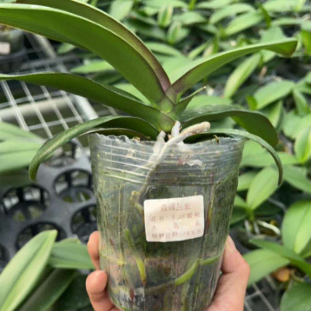 （一物一拍，有售后）蜜桃大舌头 4寸 不带花剑，叶损，如图展示
