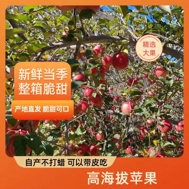 正宗四川汉源丑苹果新鲜采摘现发脆甜多汁产地直发红富士