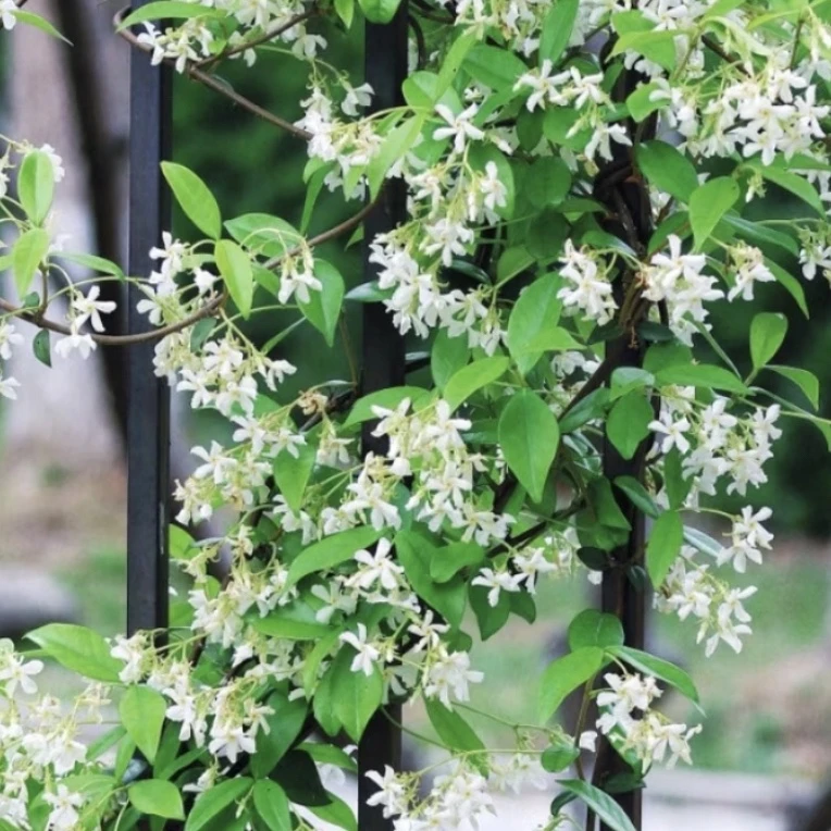 爆款白色爬藤风车茉莉浓香型花卉绿植