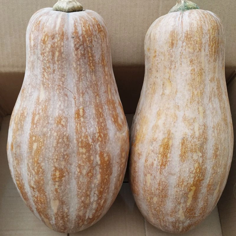 【超甜】正宗老南瓜新鲜农家蔬菜密本黄南瓜现摘宝宝辅食非小贝贝瓜