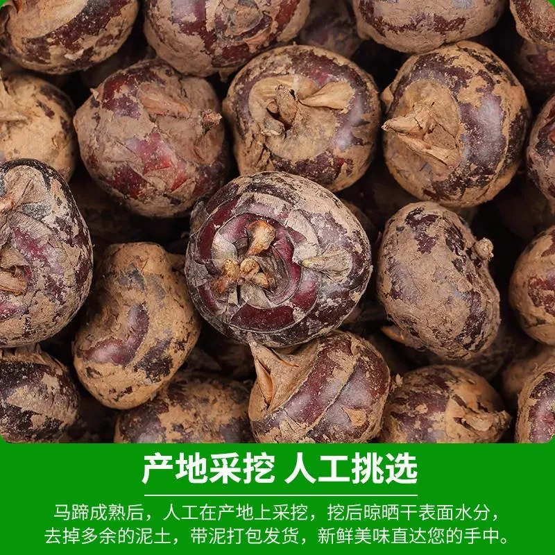 脆爽荸荠水果蔬菜广西荔浦特产农家种植脆甜多汁脆嫩爽口清甜多汁
