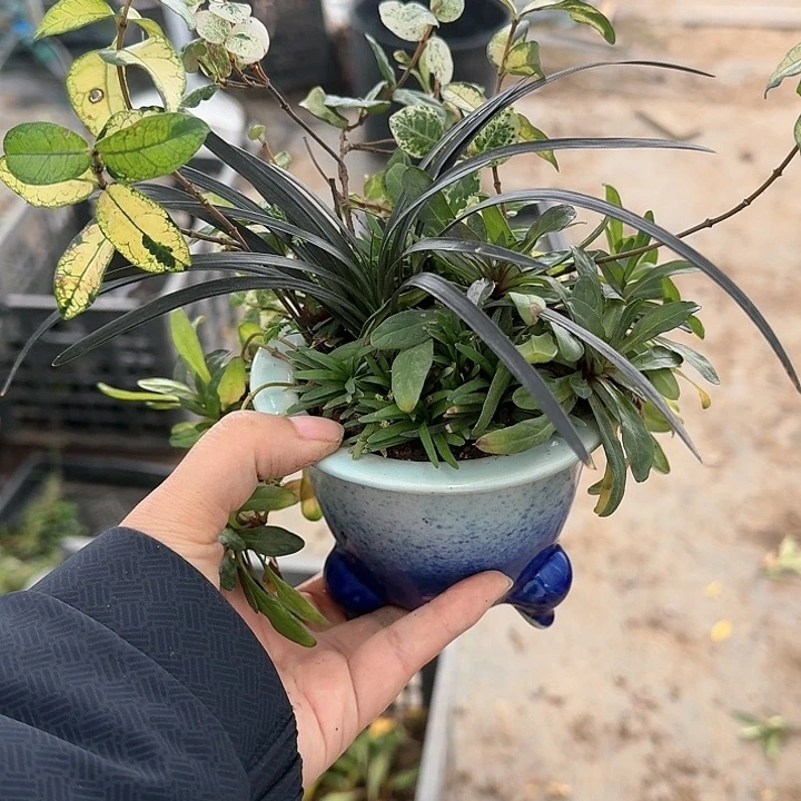 知*儿顺丰到付。