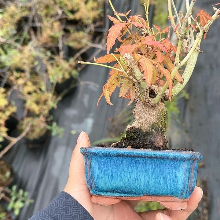 好*的顺丰到付。