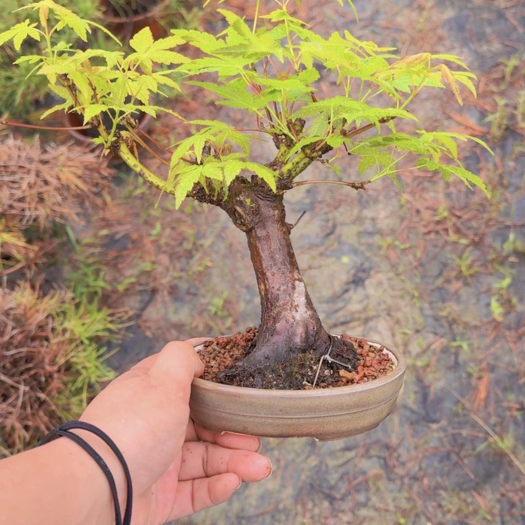 伐*工山红叶，顺丰到付