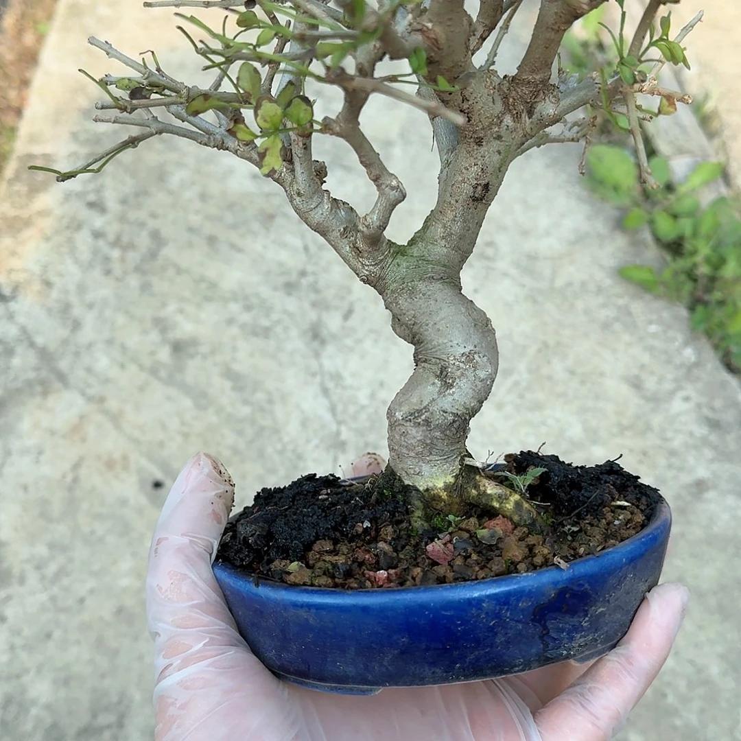 z顺丰到付。