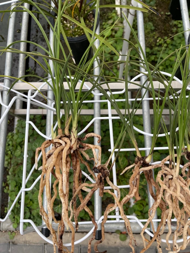 汝阳知兰园惠兰专拍