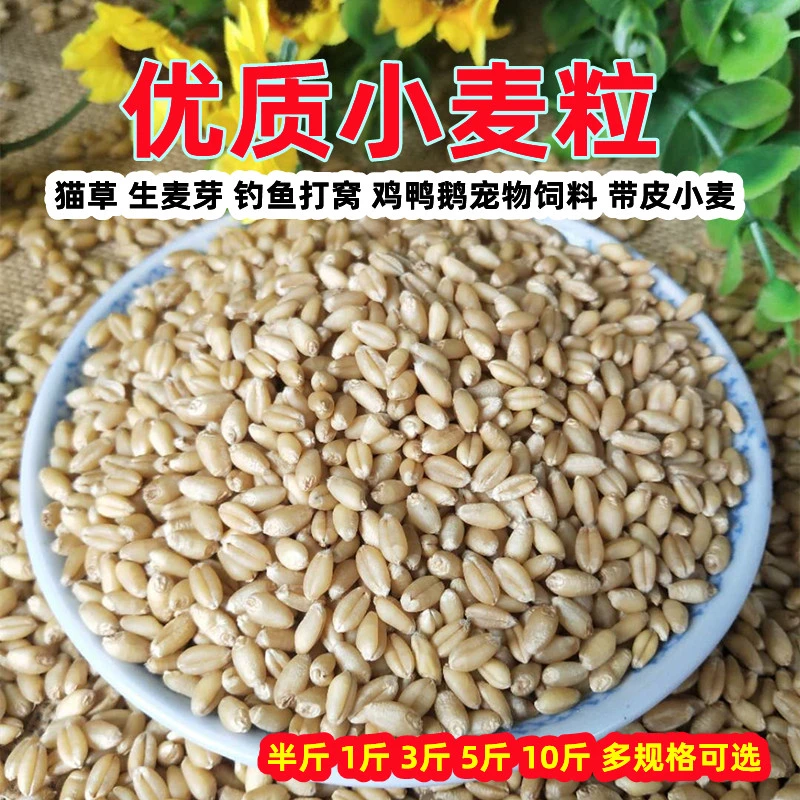 小麦粒带皮小麦磨面做麦酱发麦苗猫草麦芽糖酿酒钓鱼打窝宠物饲料