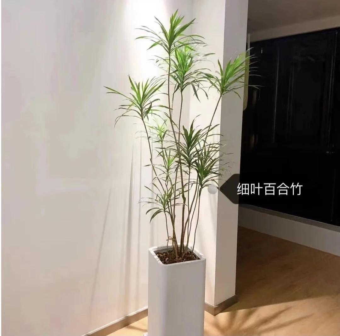 网红绿植柳叶百合竹客厅阳台绿植