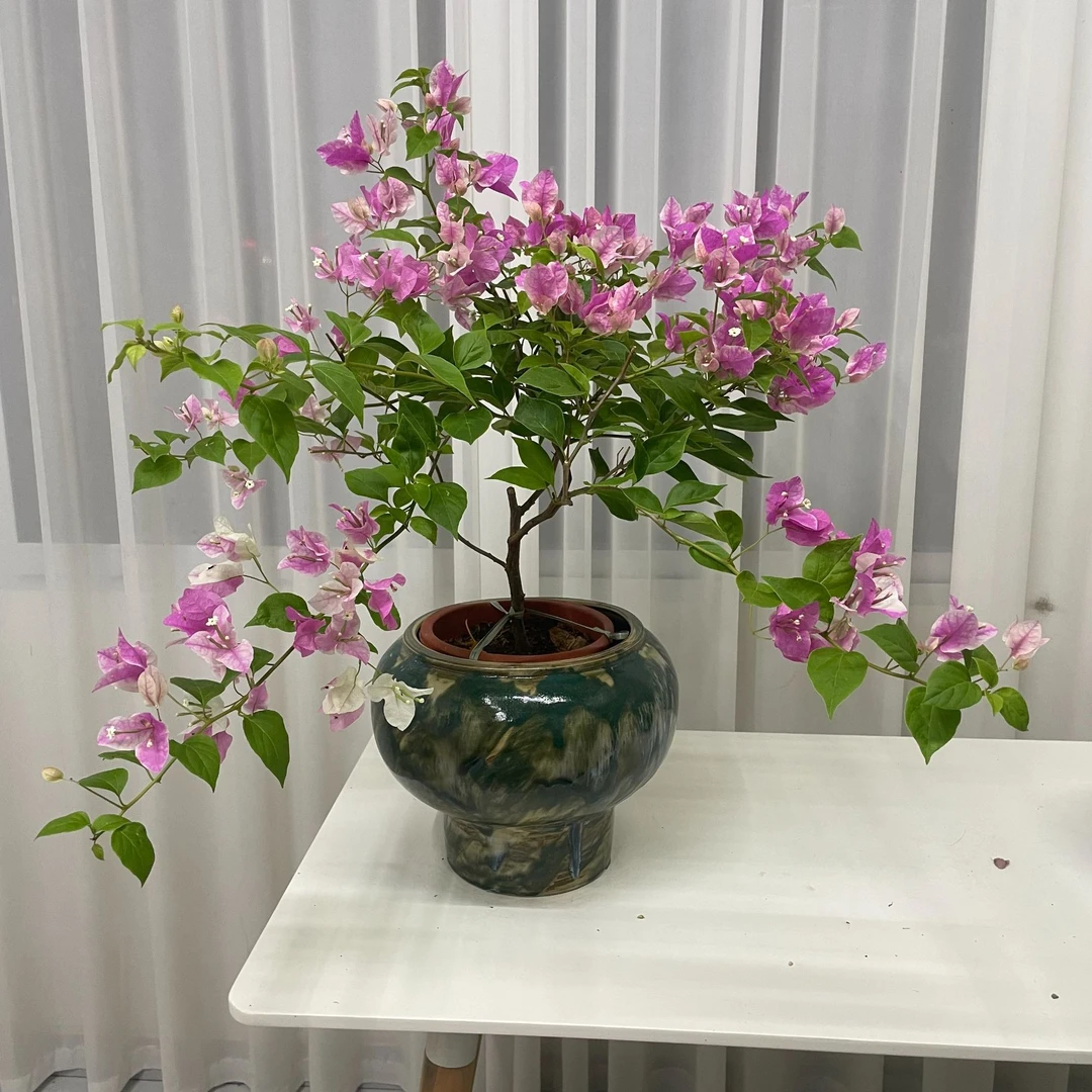 三角梅 多品种 以直播间为主