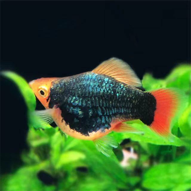 月光球亚成直播现捞