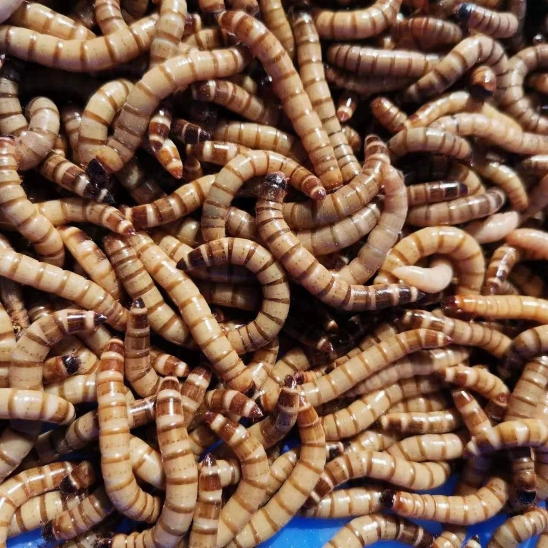 小虫3-4厘米大麦虫活体活虫大中小混合虫子饲料