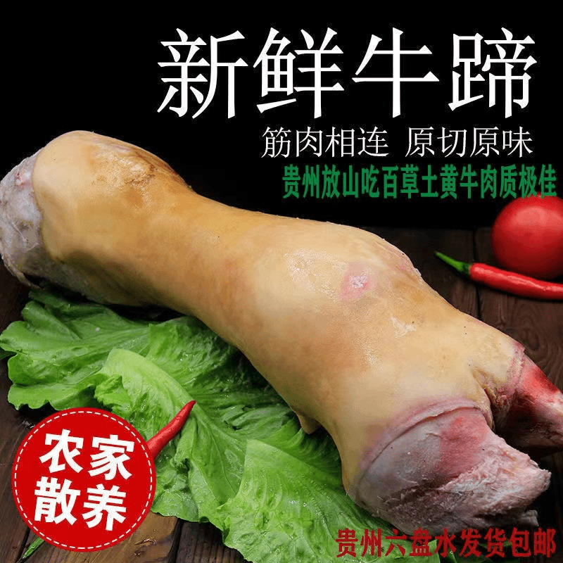 【贵州黄牛蹄】牛蹄带牛筋牛骨髓牛蹄子新鲜牛蹄牛脚正宗贵州小黄牛