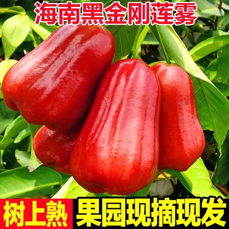 海南莲雾红宝石新鲜甄选水果黑金刚莲雾补水清甜应季整箱1斤