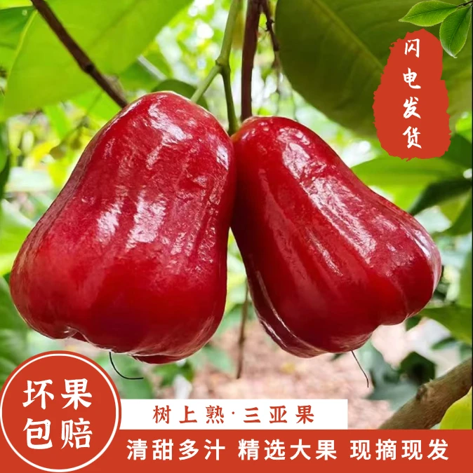 甄选海南特级红宝石莲雾大果新鲜现摘多汁三亚仙女果孕妇水果一斤