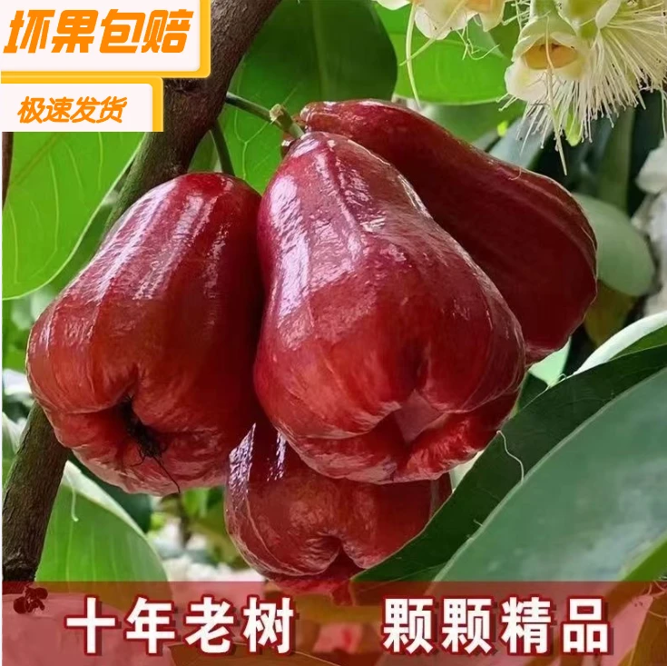 海南三亚红宝石莲雾非黑金刚莲雾脆甜多汁水果孕妇水果整箱1斤5斤