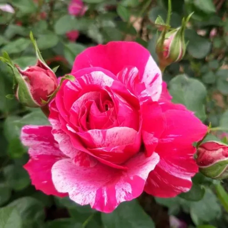 伊蕾沙丝特  月季花