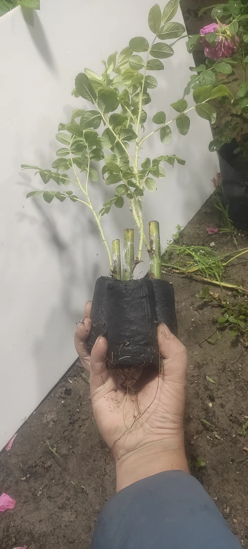 平阴玫瑰丰花一号当年穴盘苗三颗