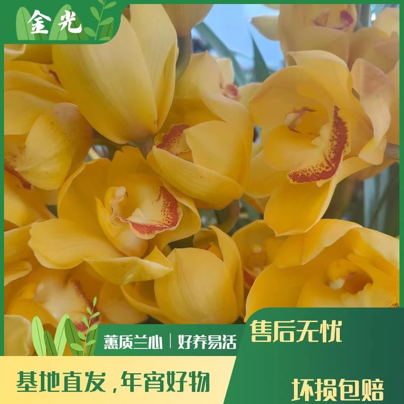 【金光】4枝剑起发 落地款黄色蕙兰带花苞年宵基地直发室内绿植好养