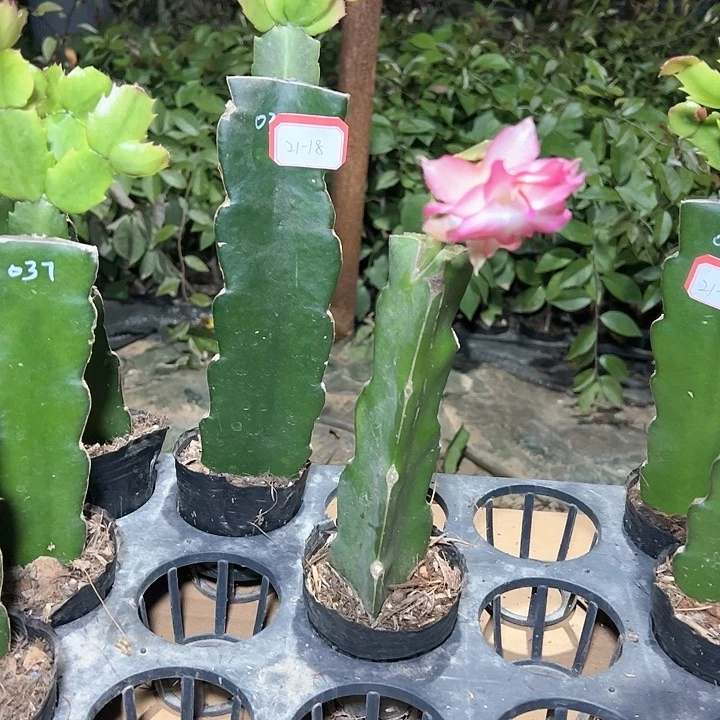 老*028  038  莫瑞克一拖二叶片