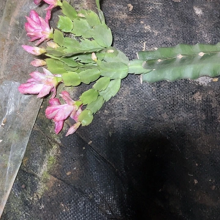 颠簸女王嫁接多叶片小破苗断头