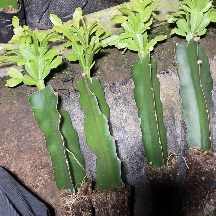 028嫁接小破苗多叶片一颗30裸根