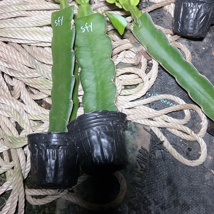 索菲亚嫁接小苗瑕疵一颗10